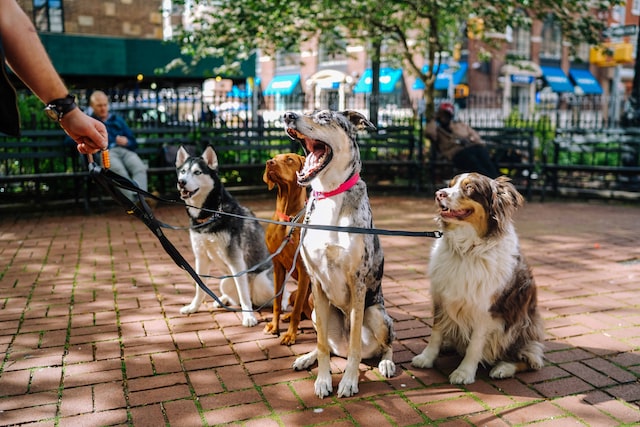 A dog walker with four dogs